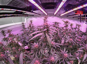 Cannabis-Grower-Energy-Rebates-for-LED-Lighting