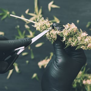 Cannabis-Cultivation