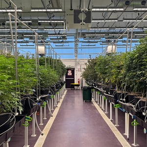 Cannabis-Grow-Lights