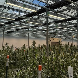 Cannabis-Lighting-Downtime