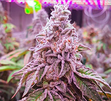 Cannabis Under LED Lights