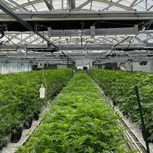 Controlled-Environment-Agriculture---Greenhouse