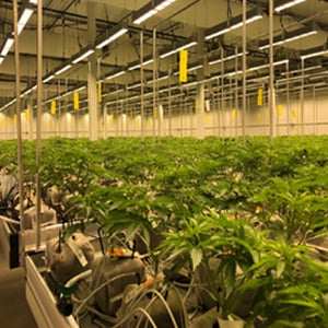 Controlled-Environment-Agriculture---Indoor