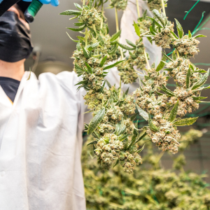 Cultivating Profitability in the Cannabis Industry