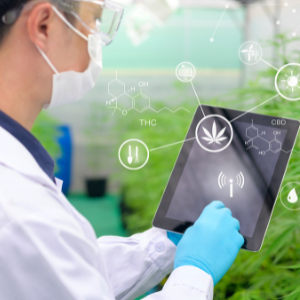 Data Collection in Cannabis Cultivation