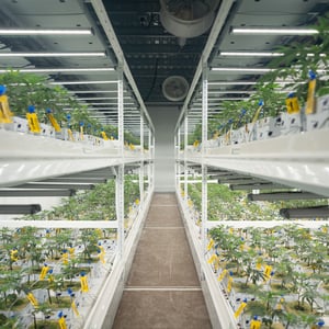 Finance-Your-Cannabis-Cultivation-Lighting