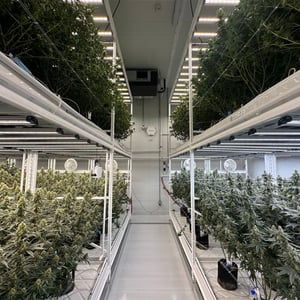 GMP Compliance in Cannabis Cultivation