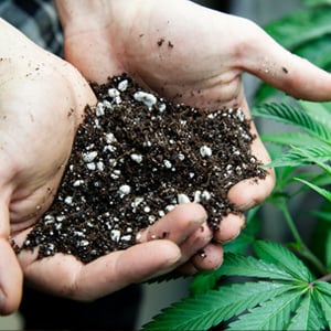 Growing-Cannabis-in-Living-Soil-1