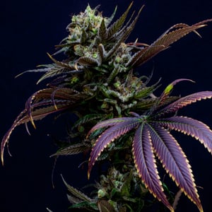 Intracanopy-Lighting-for-Big-Buds