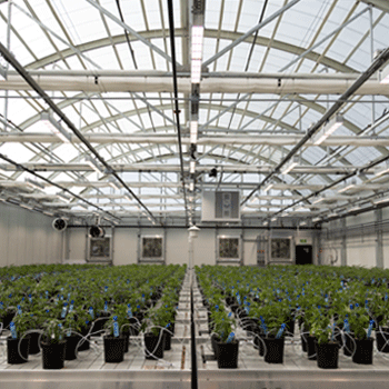 LED-Lighting-for-Greenhouse-Growing