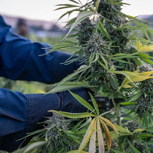 Minnesota-Cannabis-Growers