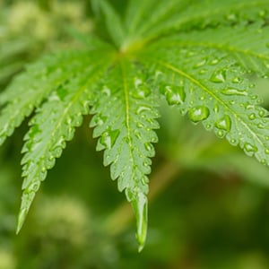 Moisture-Management-in-Cannabis-Plants