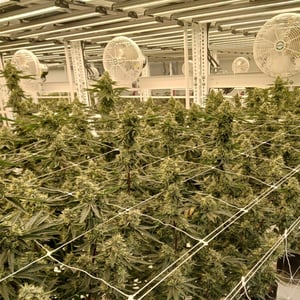 Multi-Spectrum-Dynamic-Lighting