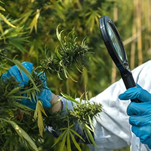 Quality-Control-Processes-in-Cannabis-Cultivatin