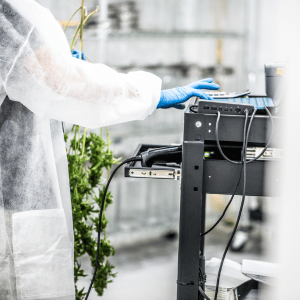 Reducing Cannabis Cultivation Expenses