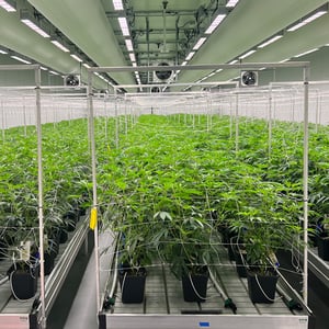 advanced-cultivation-lighting-TSRgrow