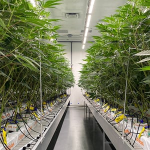 cannabis-cultivation-facility-design