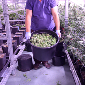 You’ve Got Your Cannabis Cultivation License; Now What?